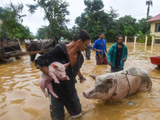 Rescate de animales: ¡Ellos también fueron salvados de la furia de Eta!