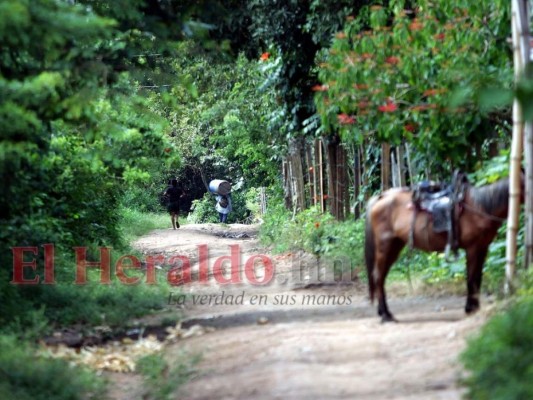 Con sus familias y a expensas del peligro: así ingresan haitianos por puntos ciegos a Honduras