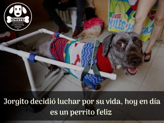 Amoroso y juguetón, así es Jorgito, el perro que busca un hogar (FOTOS)