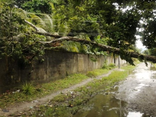 Fuertes lluvias dejan aludes, inundaciones y caídas de árboles en distintos sectores del país