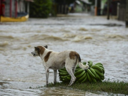 Rescate de animales: ¡Ellos también fueron salvados de la furia de Eta!