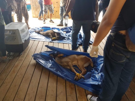 Así fue el decomiso de animales en Little French Key, Roatán