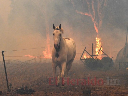 FOTOS: Personas bloqueadas en playas de Australia por incendios; van ocho muertos  