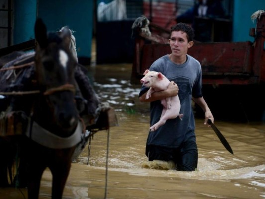 Rescate de animales: ¡Ellos también fueron salvados de la furia de Eta!