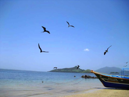 Aves adornan el mar pacífico