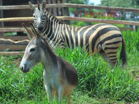 Golpeados, llagados y desplumados: Los animales sufren el descuido del zoológico Joya Grande