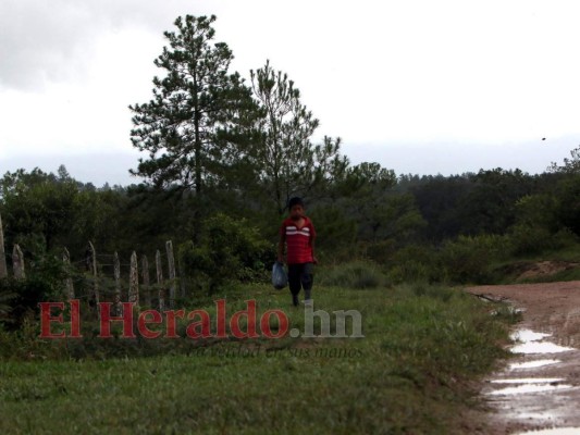 Destruyen el pulmón más grande de Honduras y construyen carretera clandestina (FOTOS)  