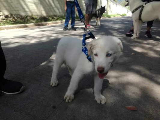 FOTOS: Huskylandia Hn, el club que une a los adorables peludos y sus dueños