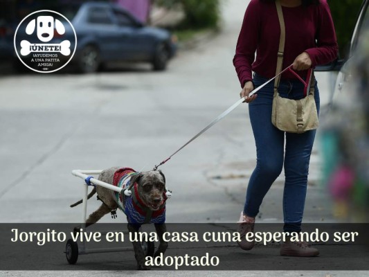 Amoroso y juguetón, así es Jorgito, el perro que busca un hogar (FOTOS)