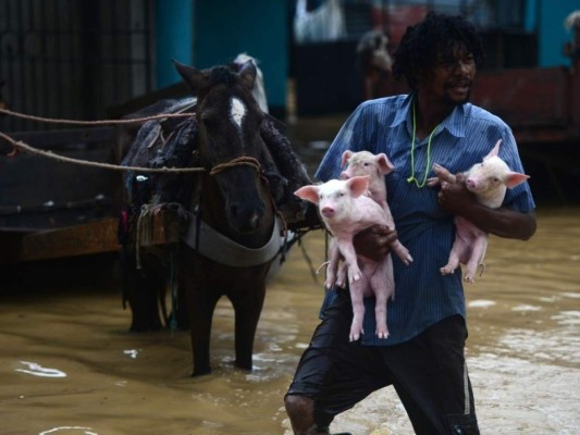 Rescate de animales: ¡Ellos también fueron salvados de la furia de Eta!