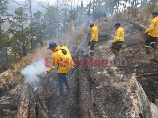 Incendio en La Tigra devora más de 10 hectáreas de bosque