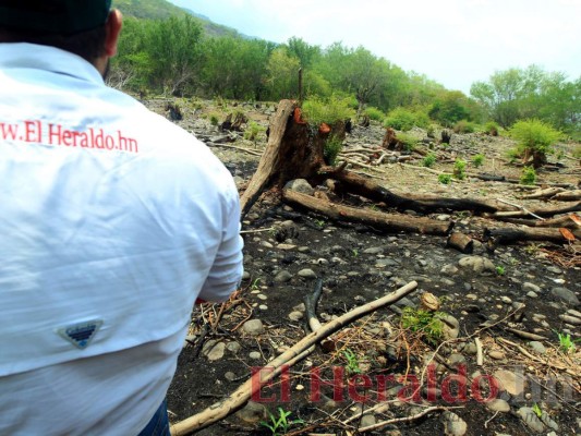 FOTOS: Lluvia escasa y siembra tardía amenazan con provocar hambruna en zona sur de Honduras