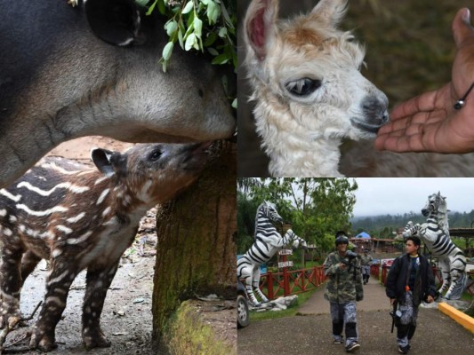 FOTOS: Joya Grande, un zoológico que sufre por falta de recursos económicos