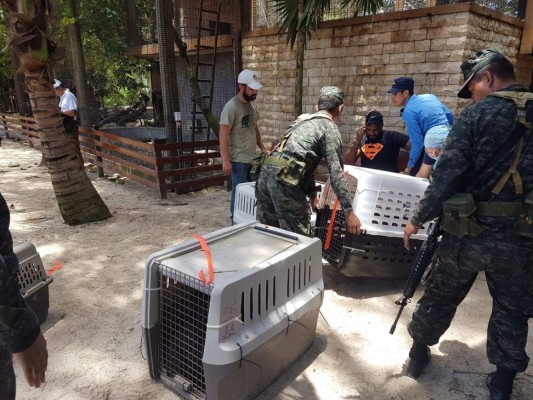 Así fue el decomiso de animales en Little French Key, Roatán