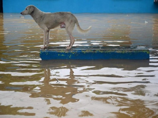 Rescate de animales: ¡Ellos también fueron salvados de la furia de Eta!