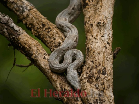 Cayos Cochinos, el tesoro marino de la costa atlántica de Honduras