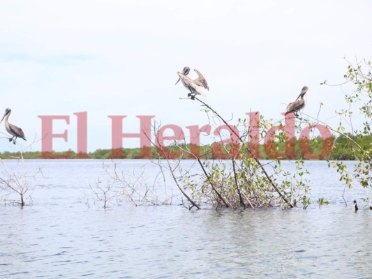 FOTOS: Sol y arena, así lucen las mejores playas del sur de Honduras