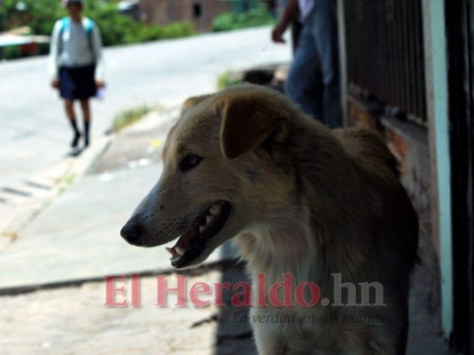 FOTOS: 10 datos sobre los animales callejeros en la capital de Honduras