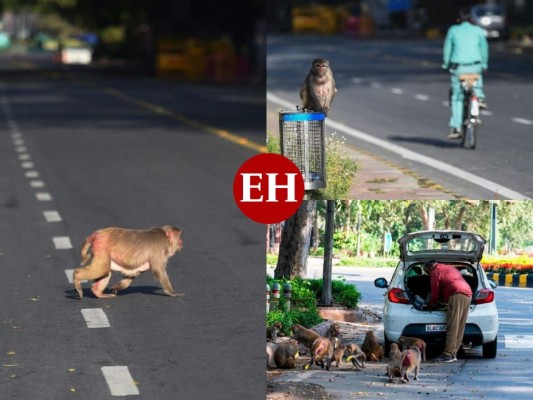 FOTOS: Mientras India está confinada, los animales salen a las calles