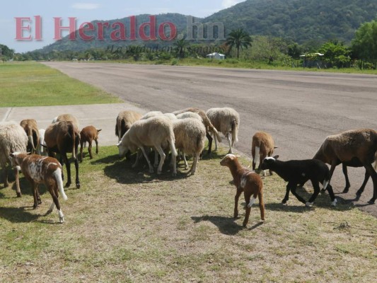 Fotos: Llena de baches y usada como corral, así está la pista del aeródromo de Trujillo