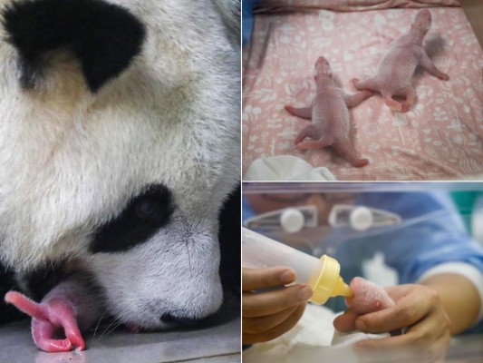 FOTOS: Los hermosos pandas gigantes gemelos que nacieron en Bélgica