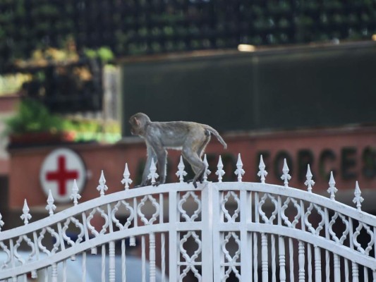 FOTOS: Mientras India está confinada, los animales salen a las calles