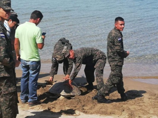 Del cautiverio a su hábitat: la liberación de una tortuga en peligro de extinción en Colón