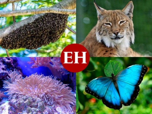 ¡Lamentable! Las 10 especies de animales al borde de la extinción total