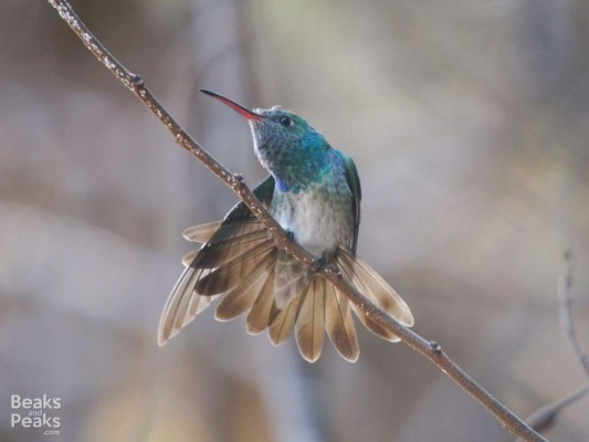 Así lucen algunas de las hermosas aves del Lago de Yojoa en Honduras