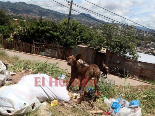 FOTOS: 10 datos sobre los animales callejeros en la capital de Honduras