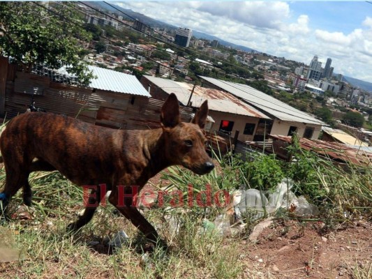 FOTOS: 10 datos sobre los animales callejeros en la capital de Honduras