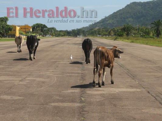 Fotos: Llena de baches y usada como corral, así está la pista del aeródromo de Trujillo