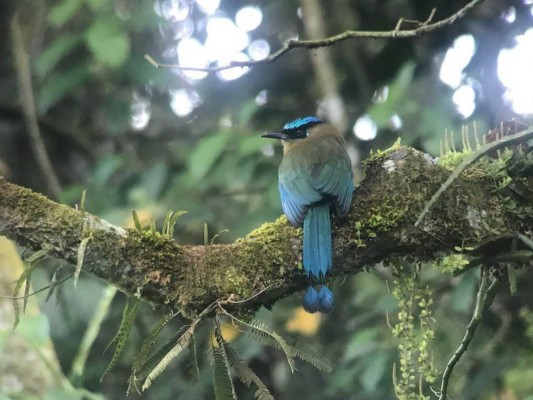 Así lucen algunas de las hermosas aves del Lago de Yojoa en Honduras