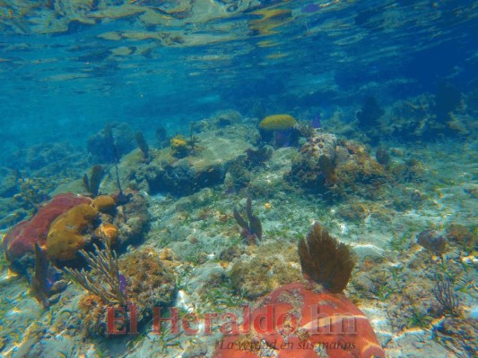 Cayos Cochinos, el tesoro marino de la costa atlántica de Honduras