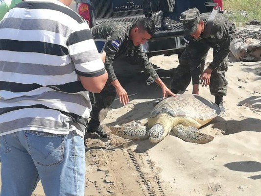 Del cautiverio a su hábitat: la liberación de una tortuga en peligro de extinción en Colón