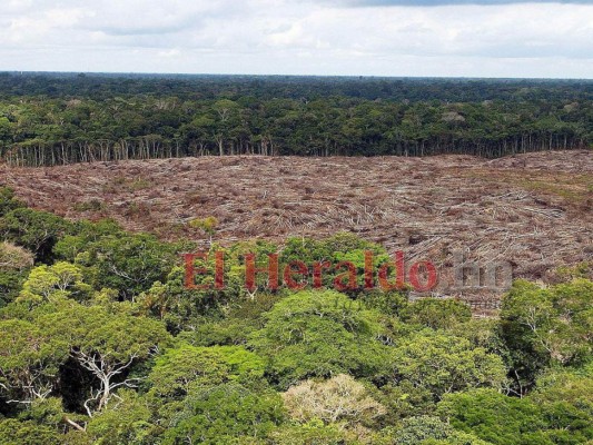 FOTOS: Ocho datos que debes saber sobre los incendios en la Amazonia