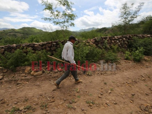 10 datos sobre la emergencia por sequía que enfrenta Honduras