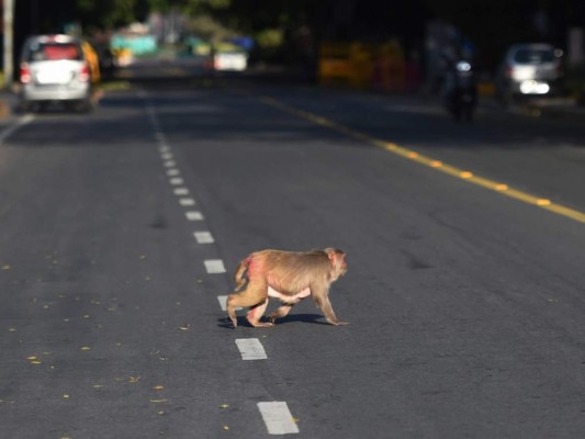 FOTOS: Mientras India está confinada, los animales salen a las calles