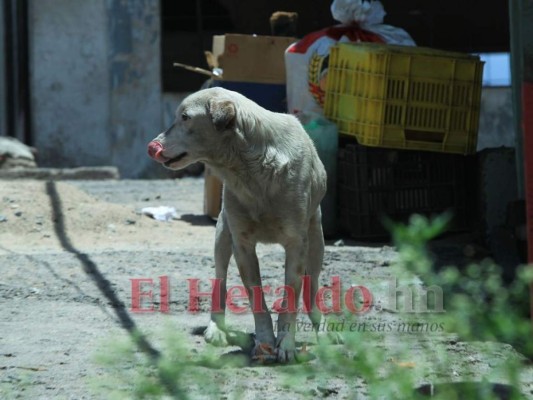 FOTOS: 10 datos sobre los animales callejeros en la capital de Honduras