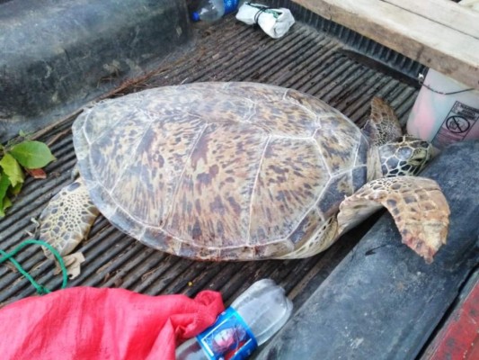 Del cautiverio a su hábitat: la liberación de una tortuga en peligro de extinción en Colón