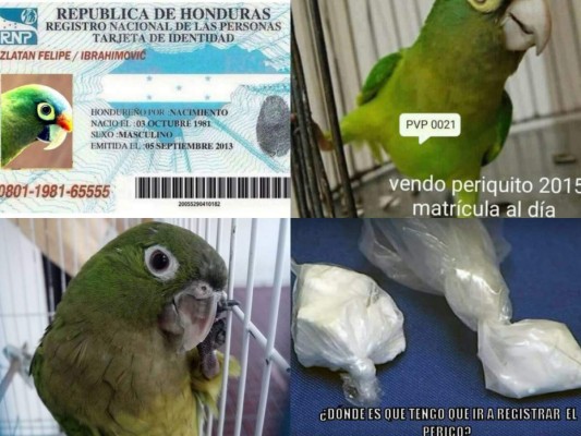 Los divertidos memes que generó el registro de aves silvestres en Honduras