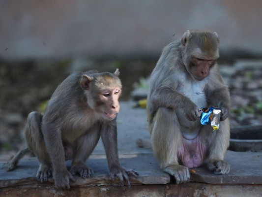 FOTOS: Mientras India está confinada, los animales salen a las calles