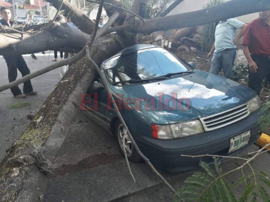 FOTOS: Árbol aplastó vehículo en la colonia Tepeyac de la capital