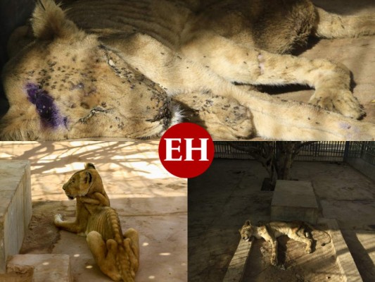 Desgarradoras imágenes de leones en extrema desnutrición en Sudán; hoy falleció uno