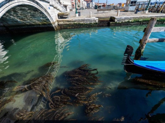 Aguas cristalinas y libres de contaminación, así lucen canales de Venecia por cuarentena