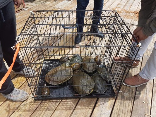 Así fue el decomiso de animales en Little French Key, Roatán