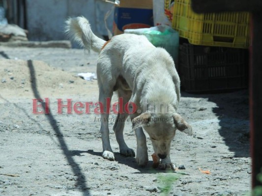 FOTOS: 10 datos sobre los animales callejeros en la capital de Honduras