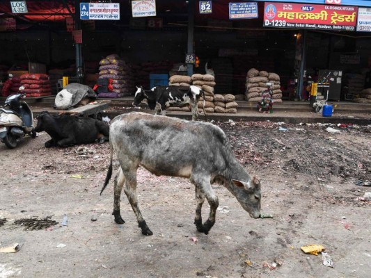 FOTOS: Mientras India está confinada, los animales salen a las calles