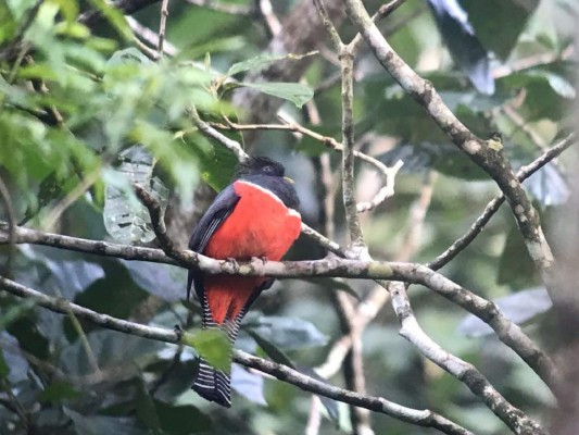 Así lucen algunas de las hermosas aves del Lago de Yojoa en Honduras