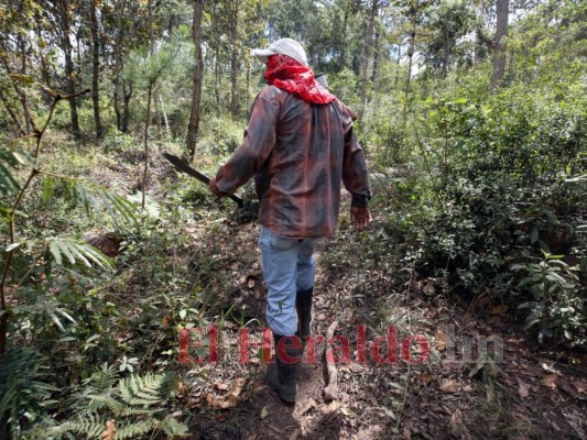 FOTOS: Así luce el cerro Upare tras voraz incendio que duró tres días